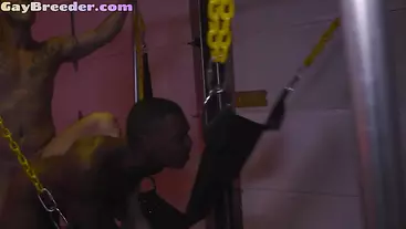 Inked stud gives blowjob and raw fucks black ass on sling