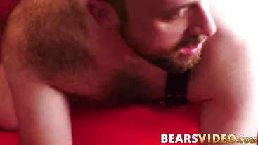 Bear eats his lovers ass out and then drills it deep